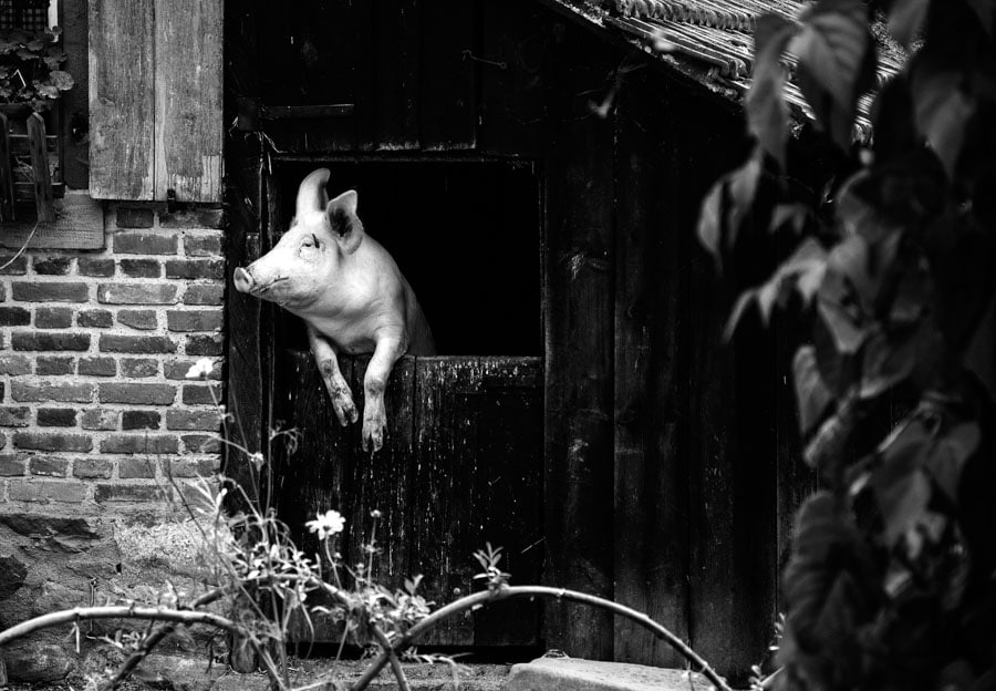 Cochon qui s’en dédit