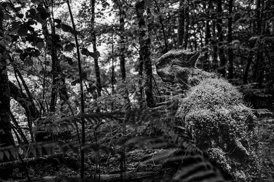 Dans la forêt, personne ne vous entendra crier