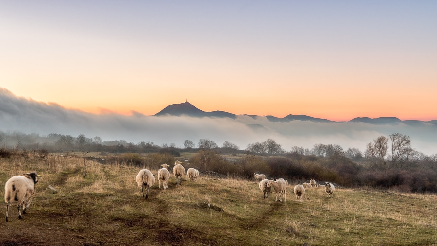 Transhumance