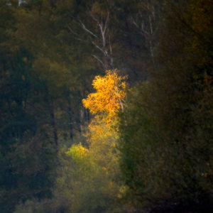 Arbre jaunissant dans une verdure envahissante