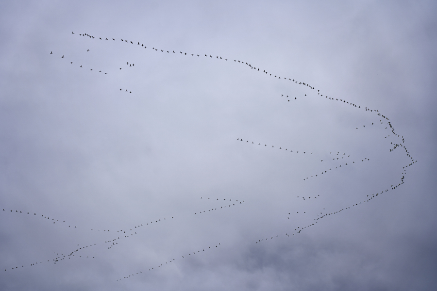 Migration