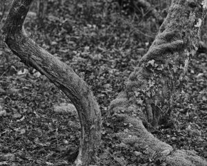des arbres couvert de mousses